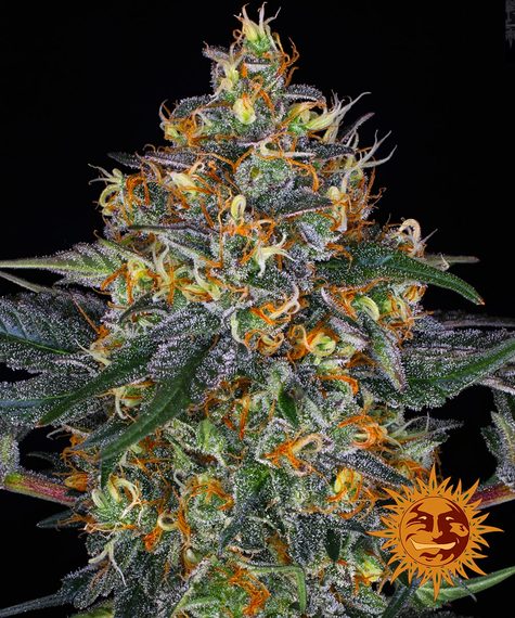 Moby Dick Auto Main Image
